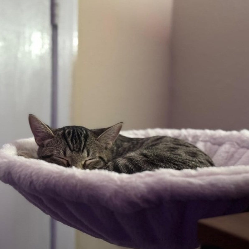 🐱Tartós, ergonómikus „macska” íróasztal-ágy távmunkások számára