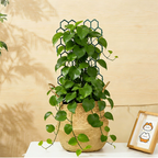🌿 IDŐKORLÁTOS 50%-KEDVEZMÉNY! ✨ Méhsejtes növénytartó rács – rozsdamentes, egymásra rakható, egyszerűen felszerelhető